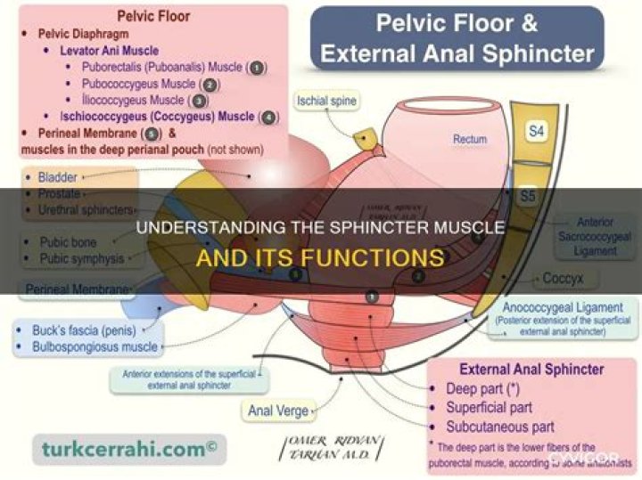 What is your sphincter muscle