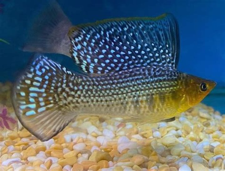 What kind of fish are Mollies
