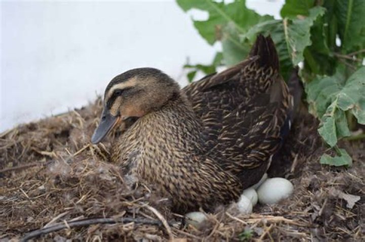 What month do duck eggs hatch